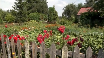 Miasto dofinansuje ogródki