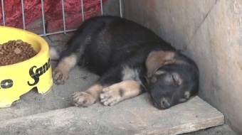 Zapraszamy na pchli targ