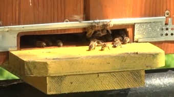 Wykryto ognisko zgnilca amerykańskiego